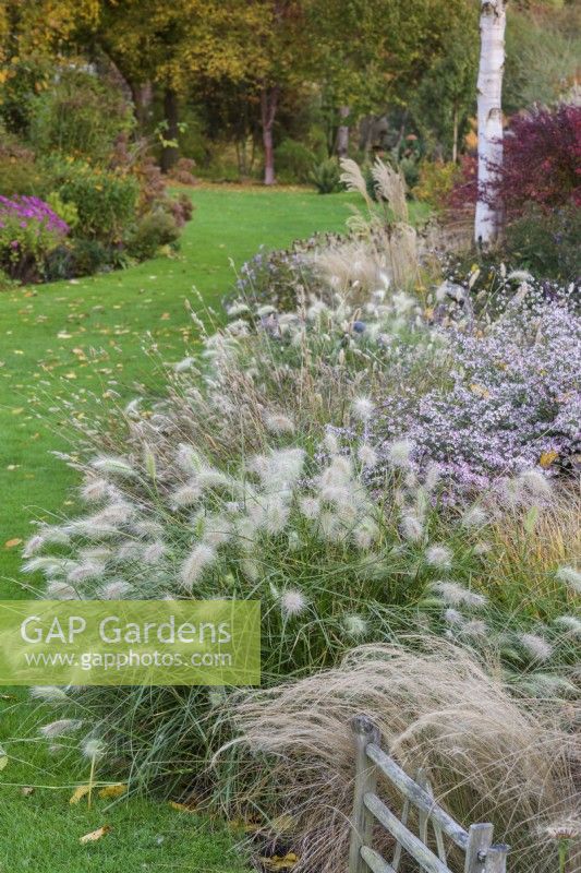 Border of ornamental grasses and asters at John Massey's garden in October.