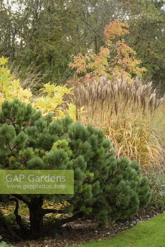 Border of foliage plants including pine and miscanthus in October.