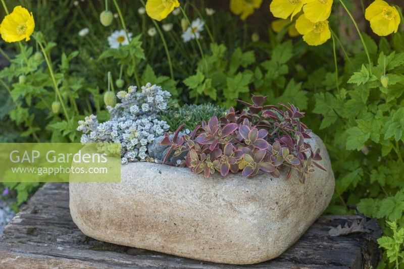 A small trough planted with Sedum 'Wildfire' and silvery Sedum spathulifolium 'Cape Blanco'.