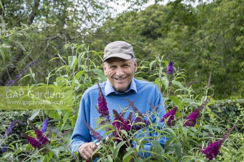 Peter Moore, curator of a National Collection of Buddleja at Longstock Park Nursery, deadheading Buddleja davidii 'Sugar Plum', a cultivar he raised.