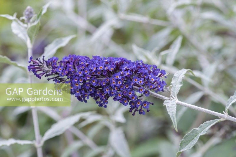 Buddleja davidii 'Orpheus', butterfly bush with silver foliage,  flowering from July.