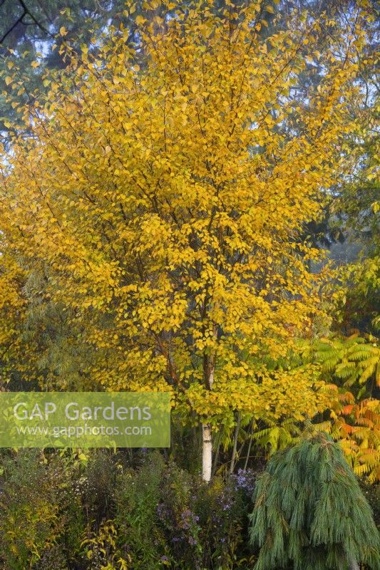 Betula papyrifera 'Saint George' and Pinus strobus Pendula in mixed border. 