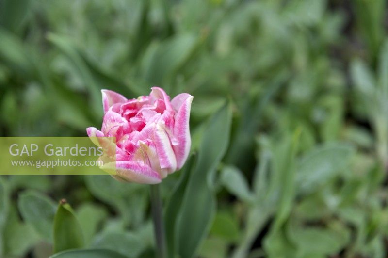 Tulipa 'Double sugar' tulip 