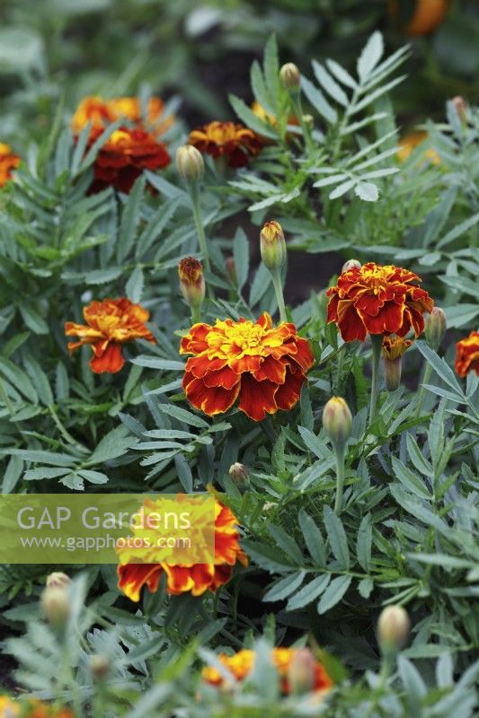 Tagetes patula 'Honeycomb' - French Marigold