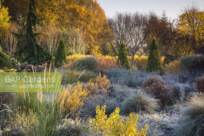 Pennisetum macrourum and Cornus sanguinea 'Midwinter Fire' in mixed borders, Bressingham Gardens. 