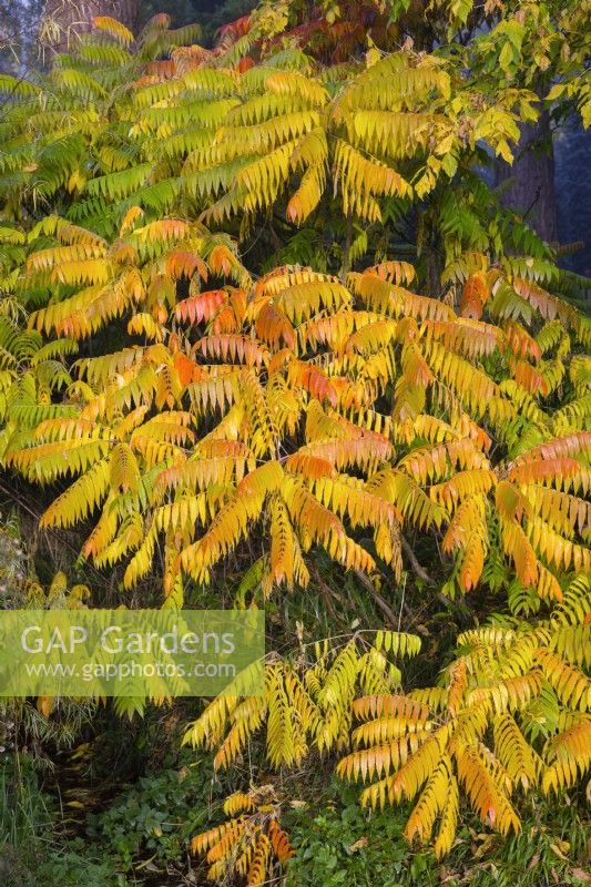 Rhus typhina 'Sinrus', stag's horn sumach. Shrub. 