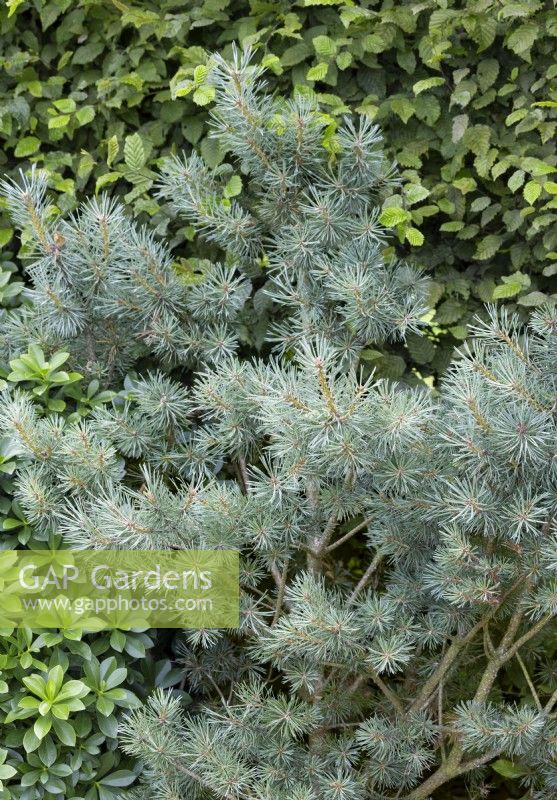 Pinus sylvestris Beuvronensis, spring May