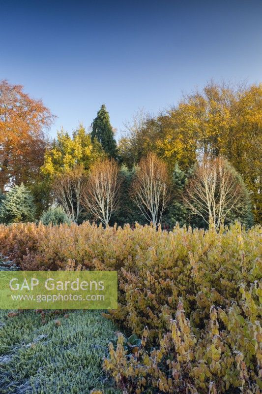 Cornus sanguinea 'Midwinter Fire', Betula 'Grayswood Ghost' and Erica carnea Springwood White in mixed border, November. 