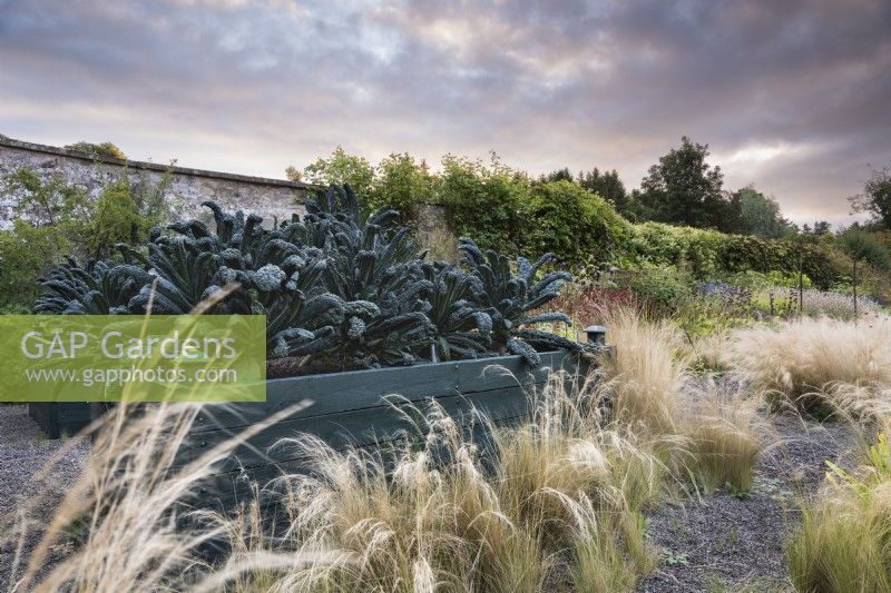 Raised bed planted with Kale 'Nero di Toscana' surrounded by Stipa tenuissima at Whitburgh House Walled Garden in September