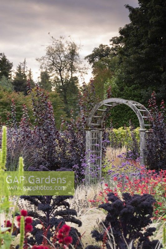 Wooden archway in a hedge of dark purple Prunus cerasifera 'Pissardii' at Whitburgh House Walled Garden in September