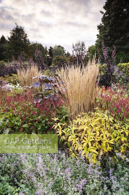 Border edged with Nepeta 'Six Hills Giant' featuring upright Calamagrostis x acutiflora 'Karl Foerster', Persicaria amplexicaulis 'Dark Red' and Veronicastrum virginicum at Whitburgh House Walled Garden in September