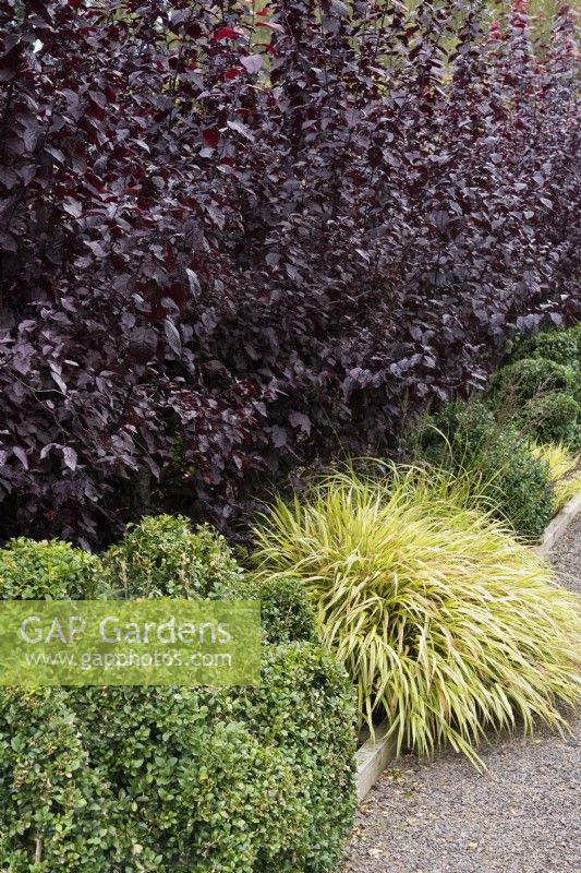 Prunus cerasifera 'Pissardii' hedge above clipped box and Hakonechloa macra 'Aureola' in September.