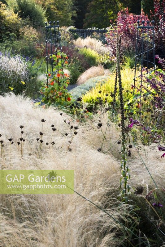 A pillowy mass of Stipa tenuissima dottted with seedheads of Dianthus carthusianorum in September.