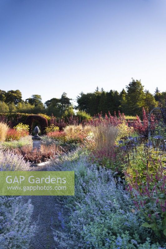 Path through edging of Nepeta 'Six Hills Giant' at Whitburgh Walled Garden in September with planting of ornamental grasses and herbaceous perennials.