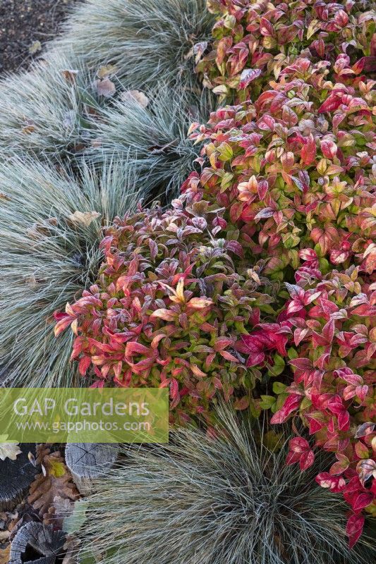 Festuca glauca 'Blaufuchs' and Nandina domestica Firepower, November. 