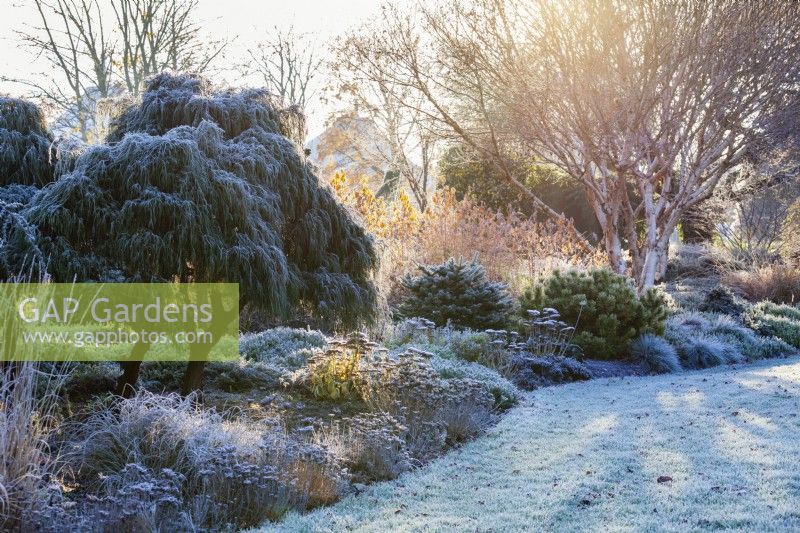 Chamaecyparis pisifera Filifera Nana and Betula 'Mount Apoi' in mixed border, November. 