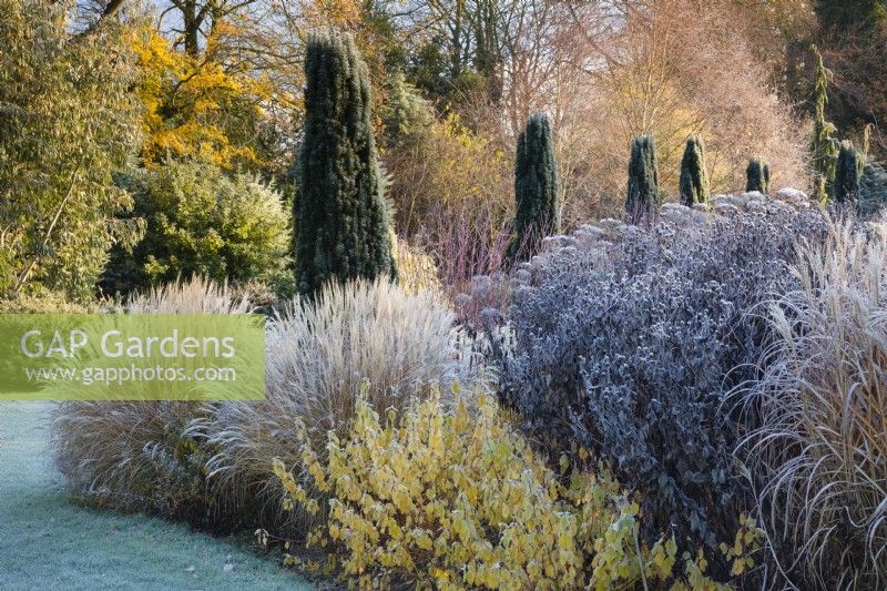 Cornus 'Midwinter Fire', Miscanthus sinensis, Taxus baccata Fastigiata in mixed border with Helenium seedheads, Bressingham gardens. 