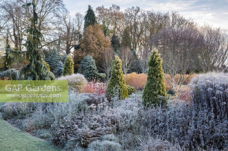 Thuja occidentalis Barabit's Gold in mixed bed with frosty perennial seedheads and grasses, Bressingham Gardens. 