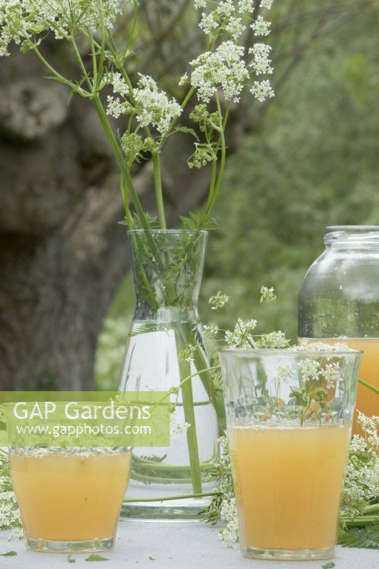 Glasses with fruit juice and vase with cow parsley.