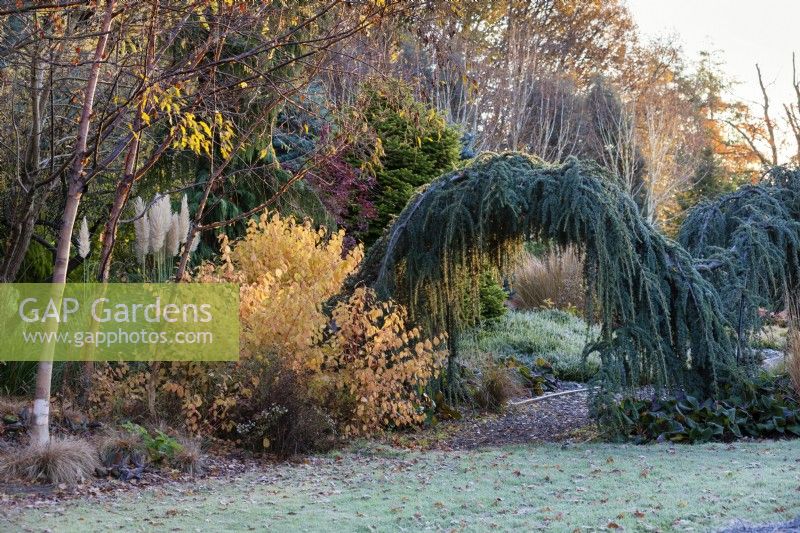 Cedrus atlantica 'Glauca Pendula', Cornus sanguinea 'Midwinter Fire' and Cortaderia selloana Pumila in mixed border, Bressingham Gardens. 