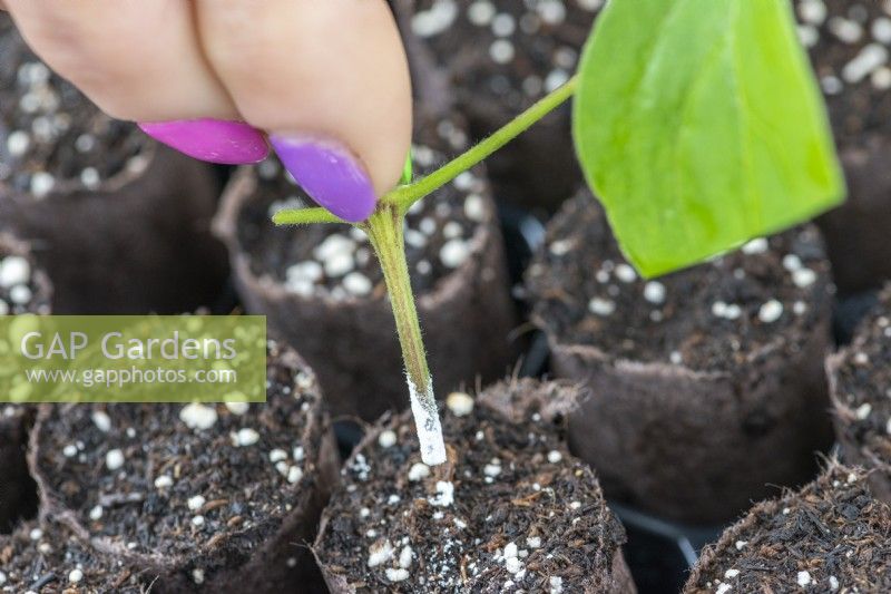 After dipping in rooting compound, prepared clematis stems are inserted into small pots of compost.