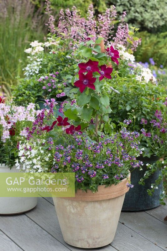 Clematis 'Nubia', a compact clematis that thrives in containers, flowering from early to mid summer, and again in early autumn.