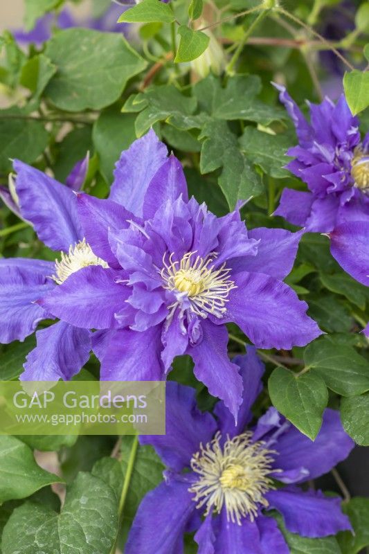 Clematis 'Chevalier' bears mid violet flowers that can be single, semi-double or double, on the same plant. Grows up to 1.8 metres.