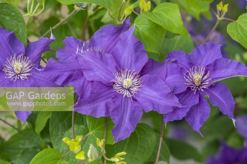 Clematis 'Sacha' bears bright deep blue flowers in abundance, flowering early summer and again in late summer, growing to about 1.3 metres.