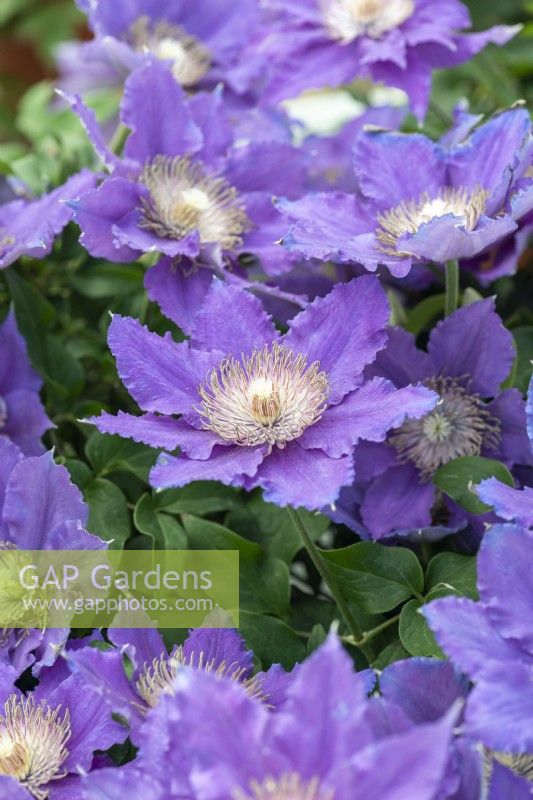 Clematis 'Bijou' is a mound-forming compact clematis reaching just 60cm with a mass of blue violet flowers.