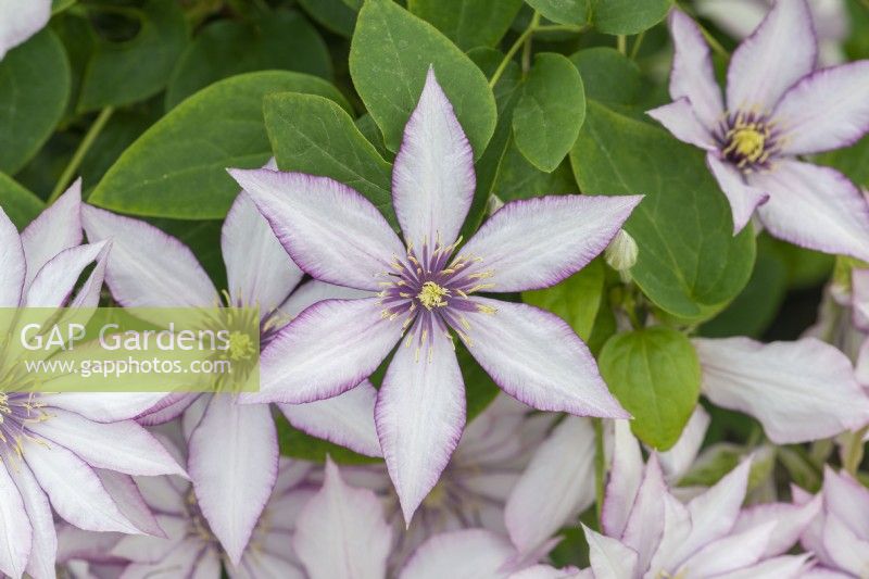 Clematis 'Samaritan Jo', named in honour of the Samaritans, an unusual clematis that flowers from early summer until mid autumn.