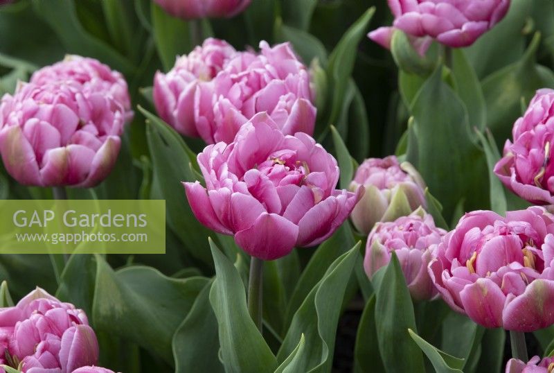 Tulipa 'Dressing' - Tulip