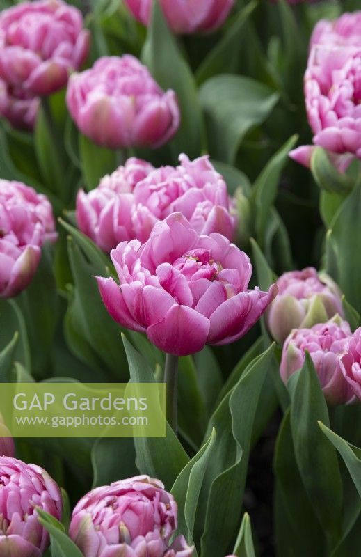 Tulipa 'Dressing' - Tulip