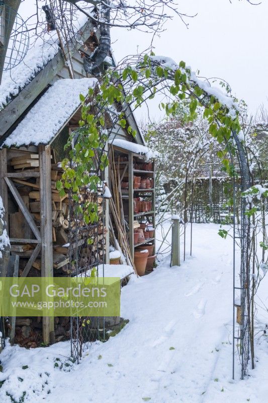 Snow covered rose arch beside log store and wooden shelves for antique terracotta flowerpots built onto outbuilding. December