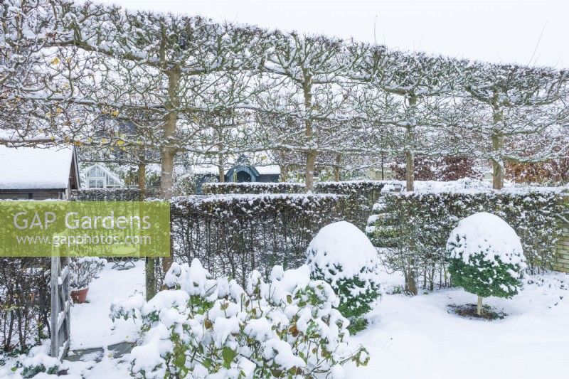 View of formal walled town garden in winter. Box topiary, pleached field maples - Acer campestre - and hawthorn hedges - Crataegus monogyna - divide the garden into compartments. December