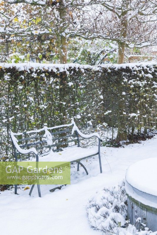 Snow covered wrought iron regency style garden seat beside hawthorn hedge - Crataegus monogyna with pleached field maples - Acer campestre - above. December