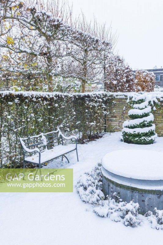 Snow covered wrought iron regency style garden seat beside hawthorn hedge - Crataegus monogyna with pleached field maples - Acer campestre - above. Topiary spiral box - Buxus sempervirens - and a raised circular frozen garden pond. December