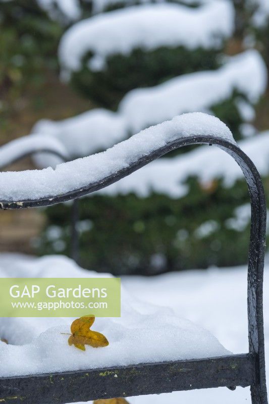 Closeup of yellow fallen leaf of Acer campestre - field maple -  caught in snow on wrought iron garden seat. December
