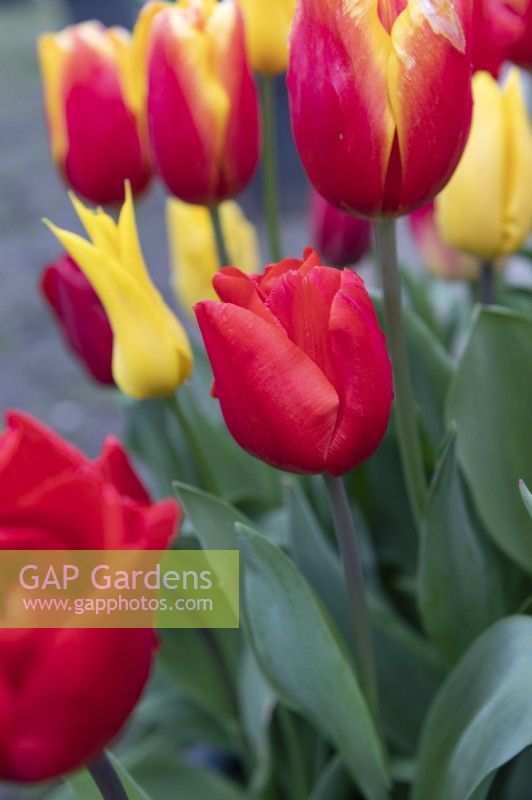 Tulipa 'Escape' tulip