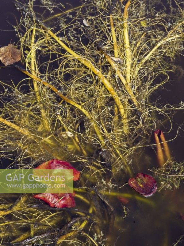 Nymphaea - water lily leaves and roots floating in pond