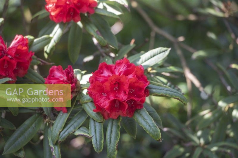 Rhododendron 'Double winner'