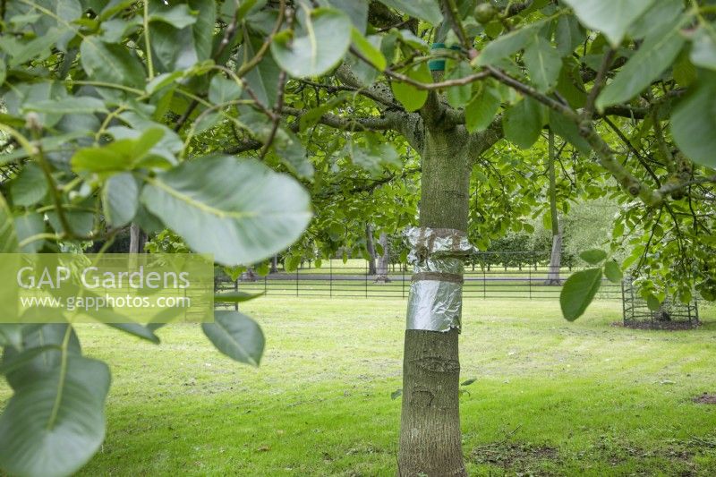 Tinfoil 'shelf' around trunk of Juglans Regia - Walnut tree - to prevent squirrels stealing the walnuts, at The Burrows Gardens, Derbyshire, in August