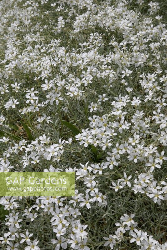 Leptosiphon nuttallii, Nuttall's linanthus, June