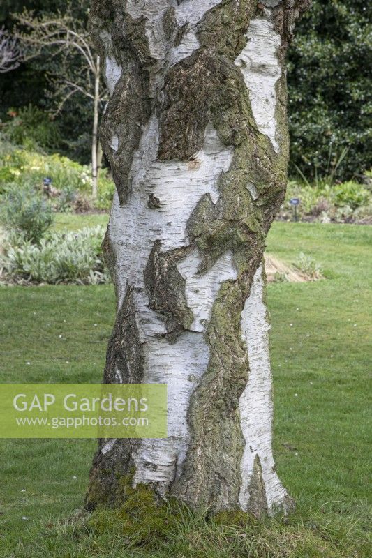 Betula pendula 'Youngii' at Winterbourne Botanic Garden - april