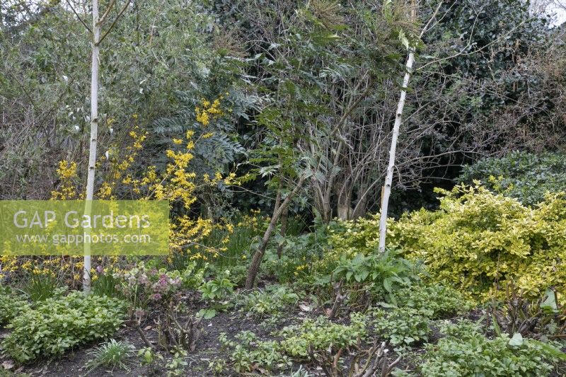 Forsythia x intermedia 'Goldrausch' in the winter garden at Winterbourne Botanic Garden - April