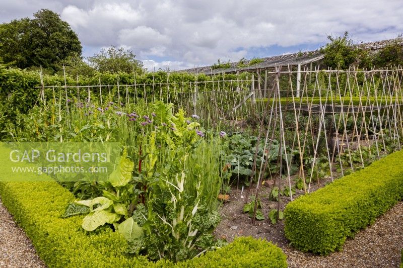 Box hedging in the kitchen garden borders the rows of bean poles and leafy vegetables some running to seed. Including rainbow chard, beans, and salsify.