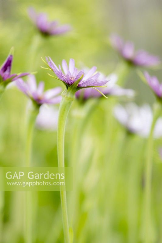 Flowers of salsify, also known as vegetable oyster Tragopogon porrifolius