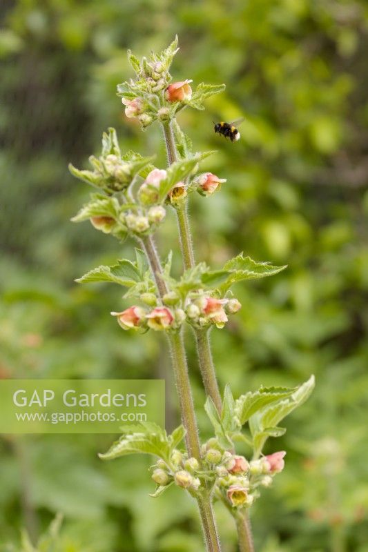 Scrophularia grandiflora, member of the figwort family, with bee.