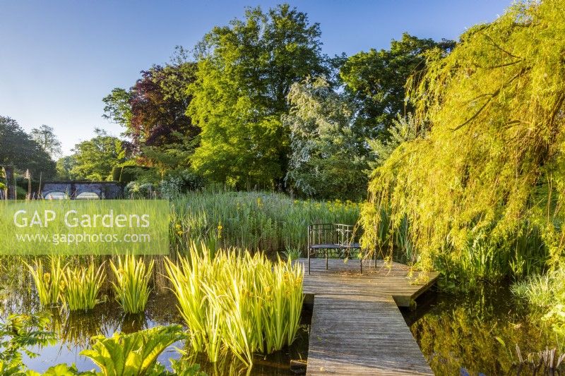 View of jetty, moat and bridge through from the bog garden in early sunlight. Including Gunnera manicata in the foreground, weeping willow and variegated yellow flag iris. Reeds and yellow flag Iris pseudacorus at back.