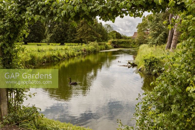 Black swan on the 12th century moat with black sheep in the background. Viewed from a rose arch on the edge of the kitchen garden.