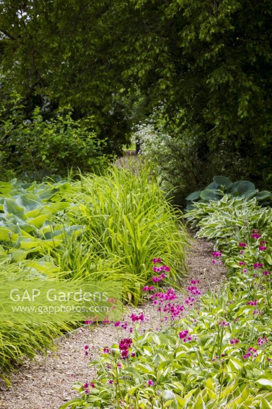 View of gravel pathway with hostas, candelabra primulas Primula pulverulenta, and foliage and buds of Hemerocallis day lilies.